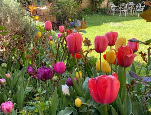 Jardin Passion à Saint-Brice-Courcelles