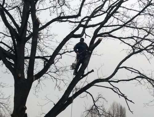 Esteve Paysages, paysagiste à Marmande