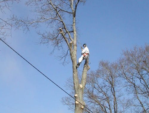 Elagueur Atout Arbre à Cordemais