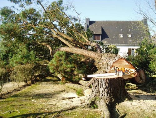 Elagueur Atout Arbre à Cordemais