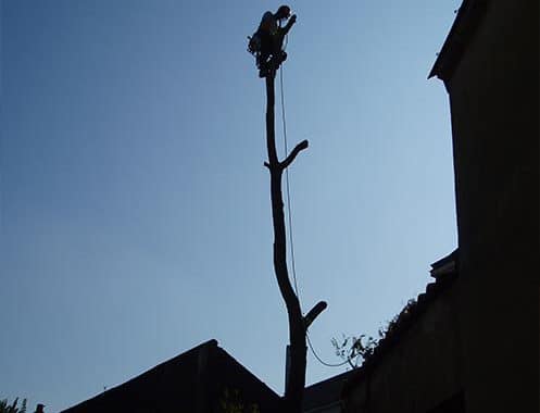 Elagueur Atout Arbre à Cordemais