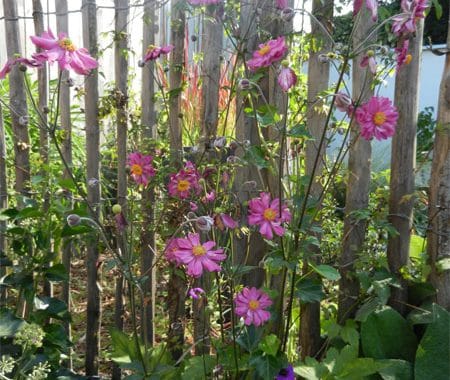 Jardins d'Hortense à Médréac