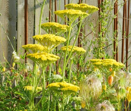 Jardins d'Hortense à Médréac