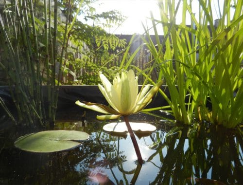 Jardins d'Hortense à Médréac